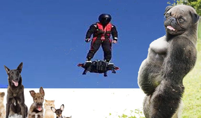 animal